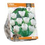 Baltus Tulipa Crispa Honeymoon tulpen bloembollen per 10 stuks